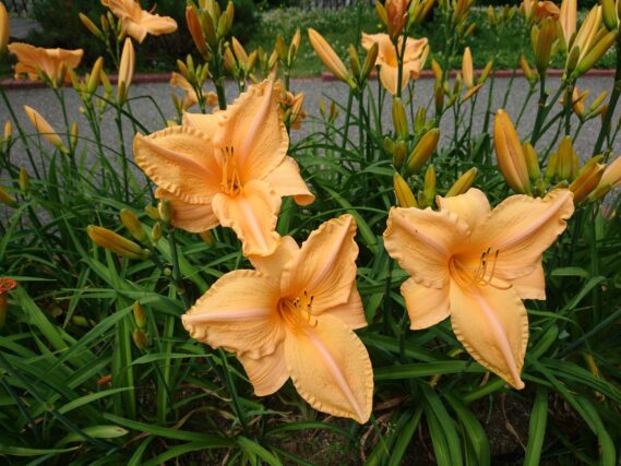 「夏を告げるヘメロカリスの花が咲き始めました」の画像