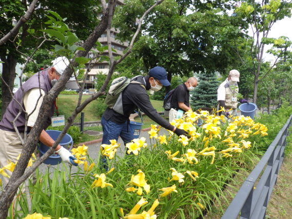 「ヘメロカリスの花がら摘み」の画像