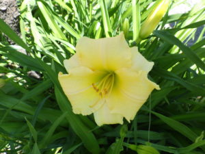 園内に咲くヘメロカリスの江戸百景の花
