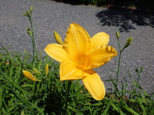 園内に咲くヘメロカリスの黄河の花