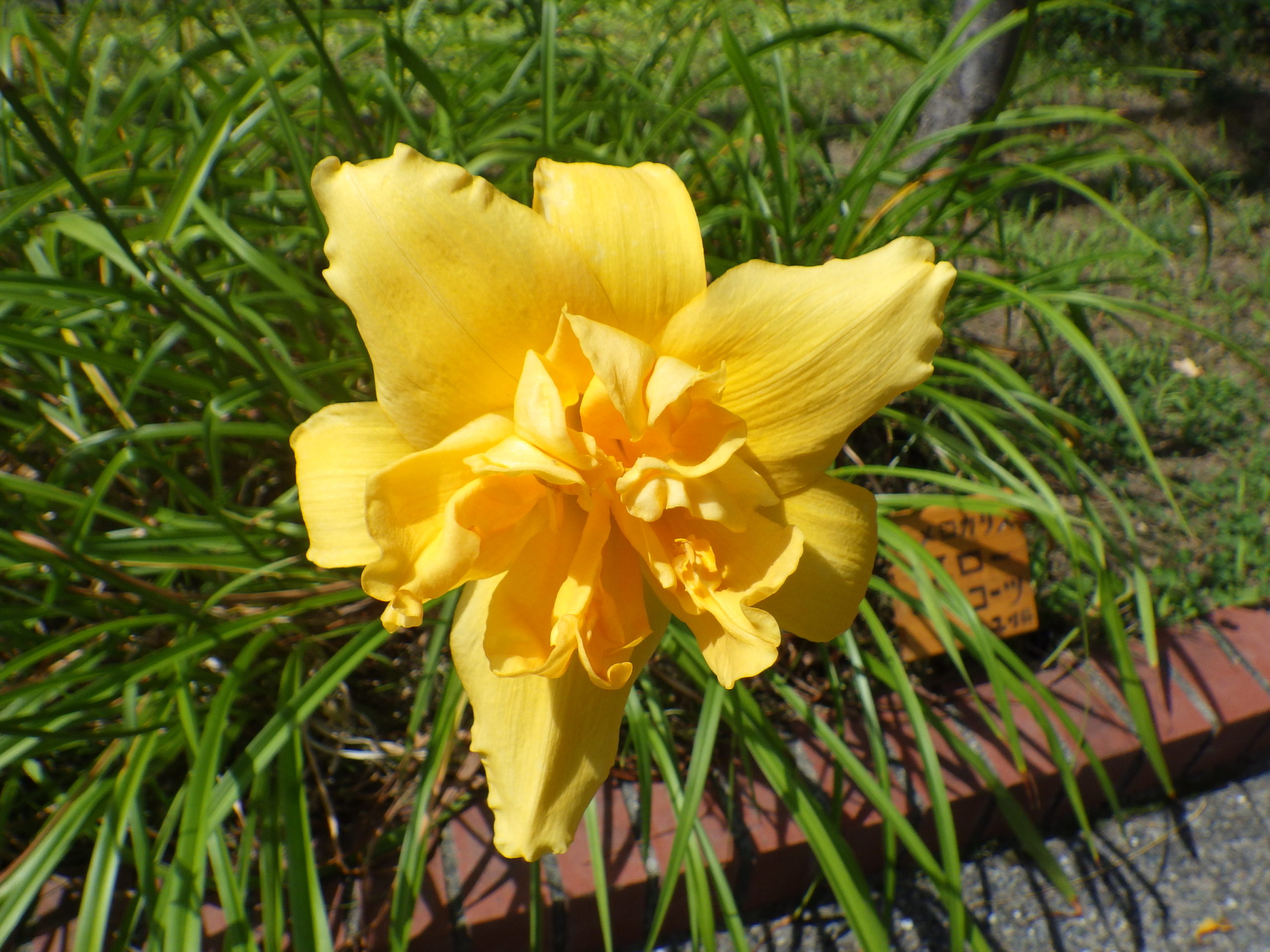 残暑の中の公園の植物たち 創成川公園