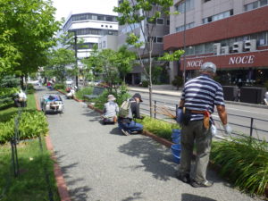 8月25日の植物ボランティアでヘメロカリスの茎刈りと除草をする様子