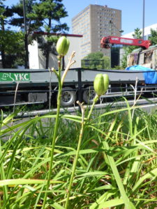 ヘメロカリスの花後にできた種