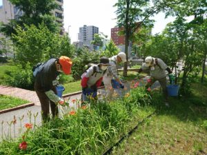 7月15日のお助け隊の活動でヘメロカリスの花がら摘みをする様子