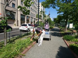 8月26日のお助け隊の活動でヘメロカリスの名札外しをする様子