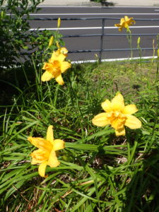 園内のヘメロカリスのイエローペチコーツの花壇