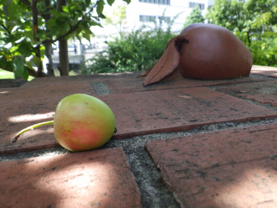 「残暑の中の公園の植物たち」の画像