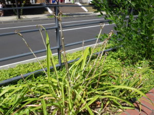 茎を抜き取る前のヘメロカリス花壇