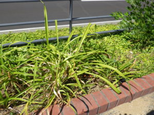 茎を抜き取った後のヘメロカリス花壇