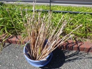 花壇から抜いたヘメロカリスの茎
