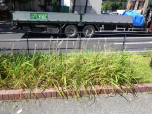 茎を抜き取る前のヘメロカリス花壇