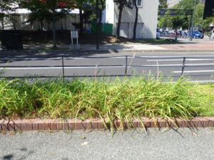 茎を抜き取った後のヘメロカリス花壇