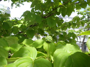 南1条に植えられているヤマボウシの実のアップ