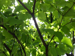 南1条に植えられているヤマボウシの実