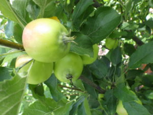 北2条に植えられているミニリンゴの実