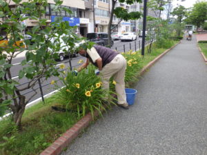 7月14日の植物ボランティアでヘメロカリスの花がら摘みをする様子