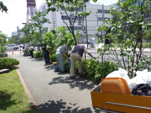 7月14日の植物ボランティアでヘメロカリスの花がら摘みをする様子