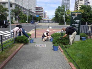 7月28日の植物ボランティアでモンタナマツの剪定をする様子