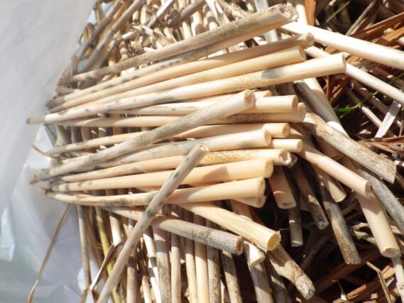 「ヘメロカリスの茎の抜き取り」の画像