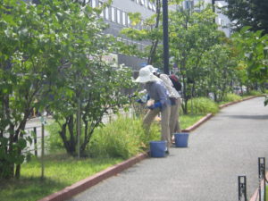 ヘメロカリスの茎を抜き取る植物ボランティア