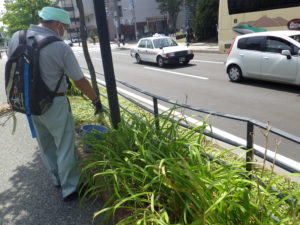 ヘメロカリスの茎を抜き取る植物ボランティア