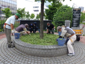 7月7日の植物ボランティアで円形桝の除草をする様子