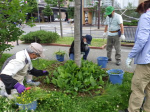 7月7日の植物ボランティアで花壇の除草をする様子