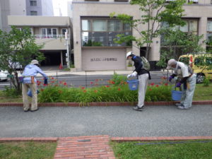 7月21日の植物ボランティアでヘメロカリスの花がら摘みをする様子