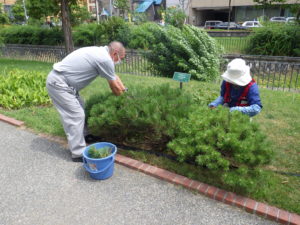 8月4日の植物ボランティアでモンタナマツの剪定をする様子
