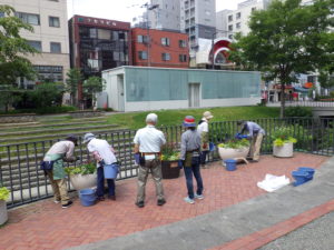 7月9日の花くらぶの活動で狸二条のコンテナの花がら摘みをする様子