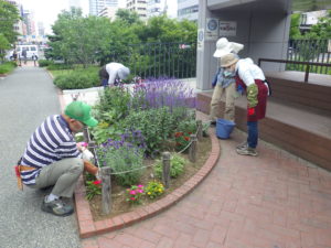 7月16日の花くらぶの活動で花壇の花がら摘みをする様子
