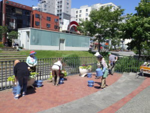 7月30日の花くらぶの活動で狸二条のコンテナの花がら摘みをする様子