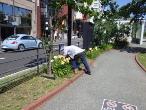 7月30日の花くらぶの活動でヘメロ化tリスの花がら摘みをする様子