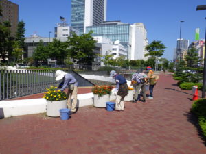 8月27日の花くらぶの活動で大通ブロックのコンテナの花がら摘みをする様子