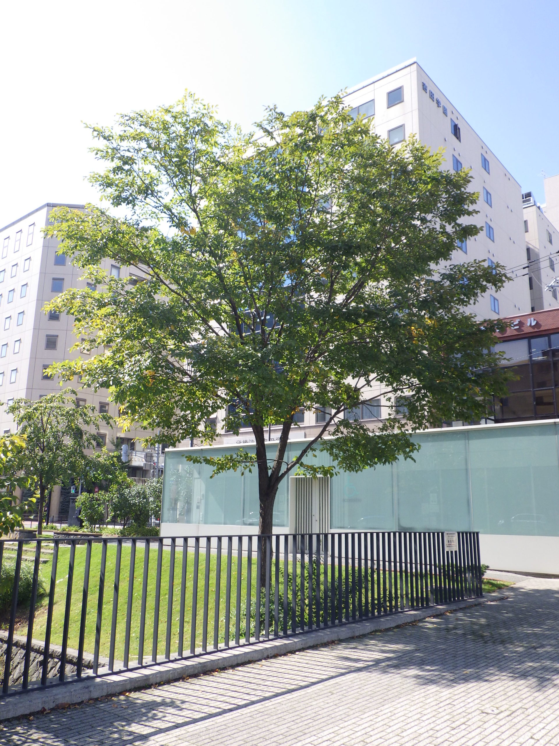 樹木 創成川公園