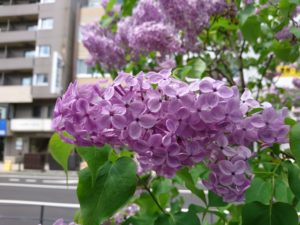 ヒアキンシフロラ系ライラックのアセシッピーの花