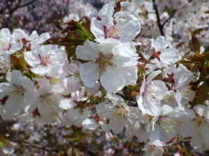 白いチシマザクラの花