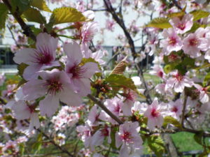 ピンクのチシマザクラの花