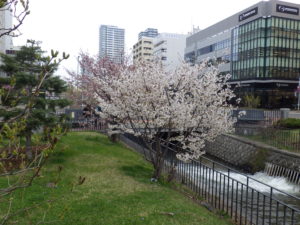 開花しているチシマザクラの木