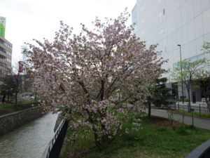 開花しているチシマザクラの木