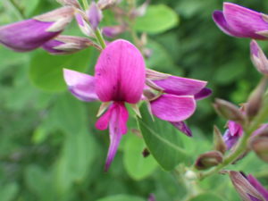 ミヤギノハギの赤の花