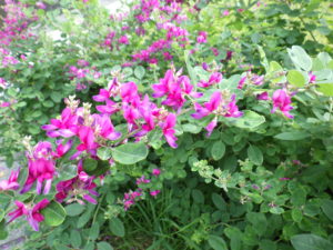 ミヤギノハギの赤