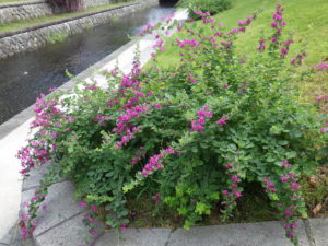 赤いミヤギノハギ