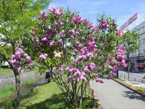 ヒアキンシフロラ系ライラックのエスターステーリー