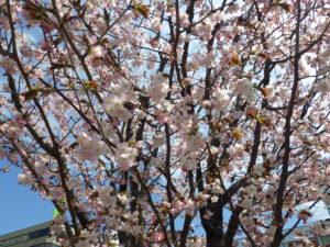 エゾヤマザクラの花