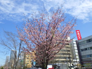 開花しているエゾヤマザクラ