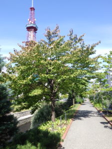 初秋のエゾヤマザクラの木