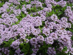 タイムロングカウリスの花