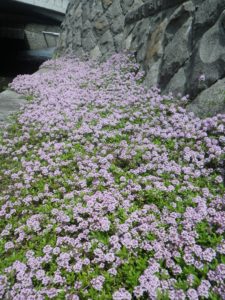 タイムロンギカウリスの花が咲いているところ