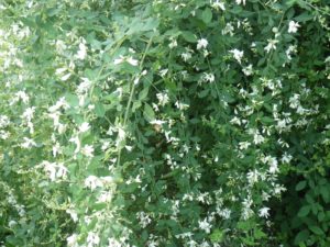 白いミヤギノハギ